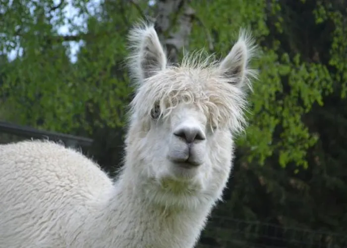 Exenbacher Hof Εξοχικό σπίτι *